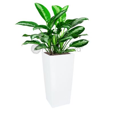 Aglaonema 'Pattaya Beauty' In Plantplus Pot