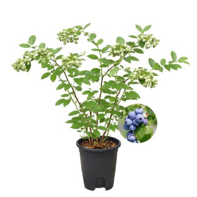 BLUEBERRY P15C/18C-蓝莓 (AF/HF)