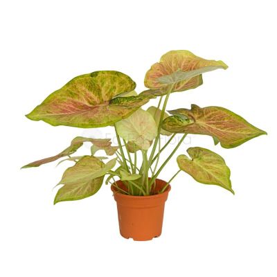 CALADIUM MIRACLE L P12C (FH)