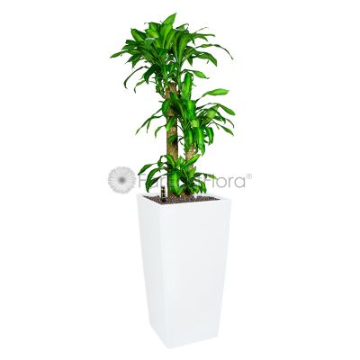 Dracaena Fragrans In Plantplus Pot