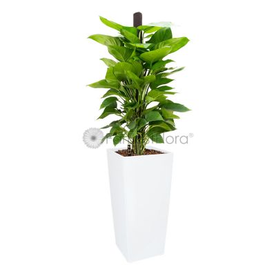 Money Plant In Plantplus Pot