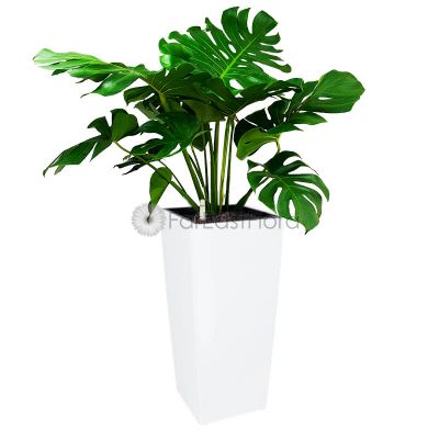Monstera Deliciosa In Plantplus Pot
