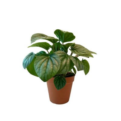 PEPEROMIA MOONLIGHT P8.5C (PR)