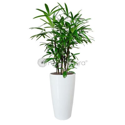 Rhapis Excelsa 'Lady Palm' In Plantplus Pot