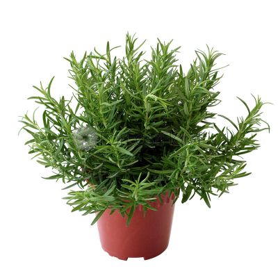 ROSMARINUS OFFICINALIS P15C (PR/AI/SH/JH)