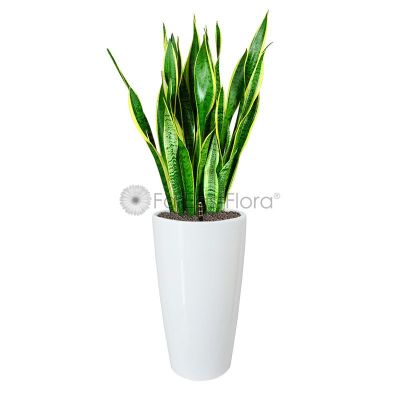 Sansevieria T. Laurentii In Plantplus Pot