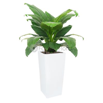Spathiphyllum Sensation In Plantplus Pot