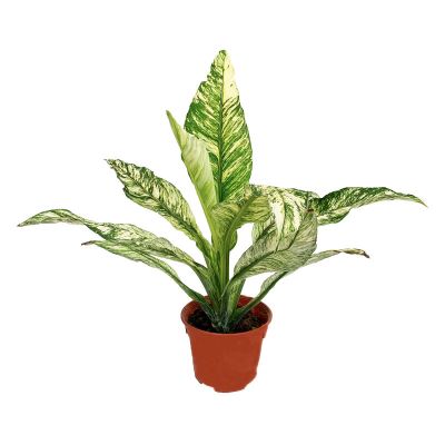 SPATHIPHYLLUM SENSATION VARIEGATED P15C (JH/SH)