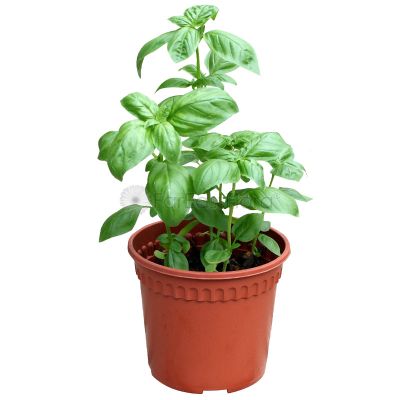 SWEET BASIL P15C (PR/JH/SH/YX/TYM)