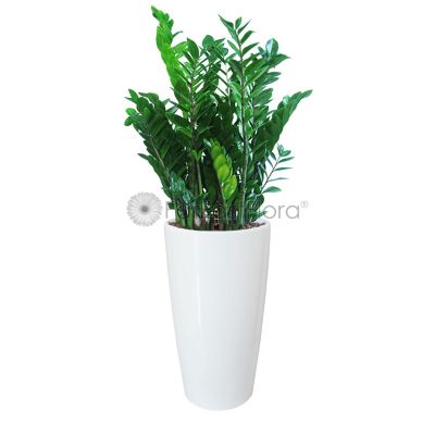 Zamioculcas In Plantplus Pot