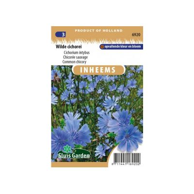 SL6920 Cichorium intybus Common chicory