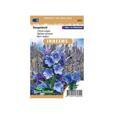 SL6955 Echium vulgare Viper's bugloss
