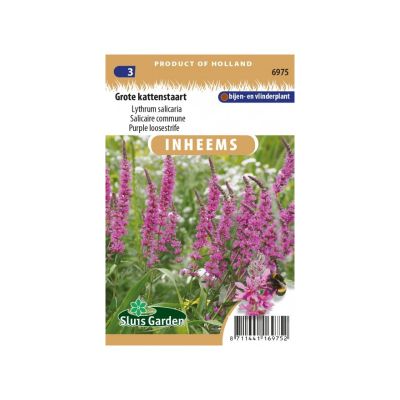 SL6975 Lythrum salicaria Purple loosestrife