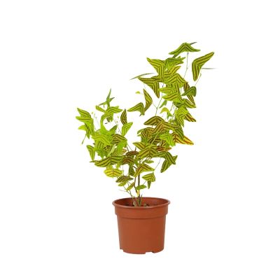 CHRISTIA OBCORDATA P12C (YX)