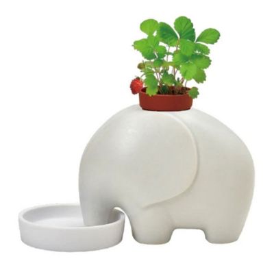 SEI-ELEPLANT - WHITE - WILD STRAWBERRY (PPC) - NETT