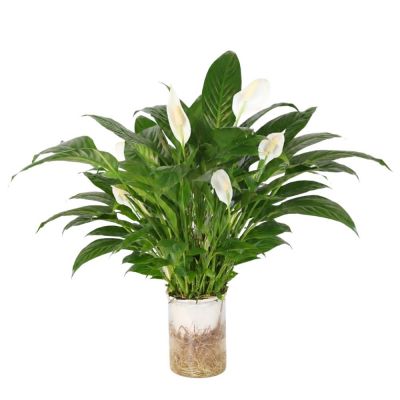SPATHIPHYLLUM CHOPIN HYDRO P12C- 水培美酒 (AF)