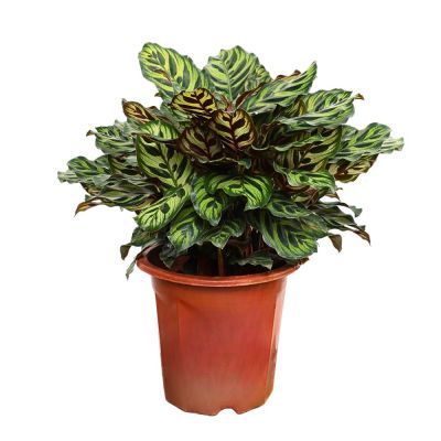 CALATHEA MAKOYANA P18C-孔雀竹芋 (TB)