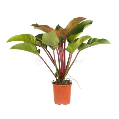 PHILODENDRON RED CONGO P24C (LTK)