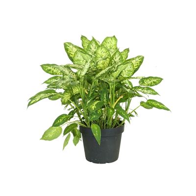 DIEFFENBACHIA COMPACTA P3450 GA)