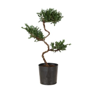 CYPRESS BONSAI-三层造型松柏 45 (TB)
