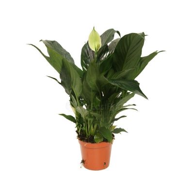 SPATHIPHYLLUM KOCHII P1GAL-优美白掌 (TB/HF)