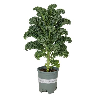 KALE P0.5GAL-羽衣甘蓝/皱叶彩 (AF/HF)
