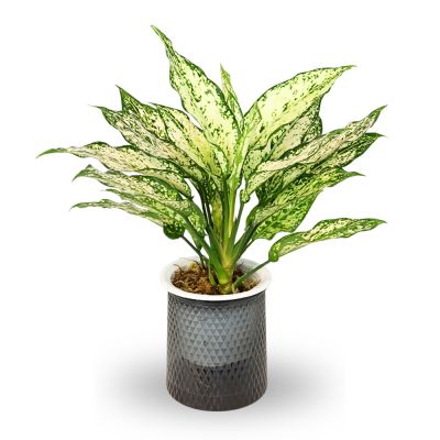 AGLAONEMA GREEN JADE HYDRO P11C-水培粗肋草翡翠 (HF)