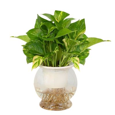 MONEY PLANT VARIEGATED HYDRO P12C-水培花叶绿萝 P12C (AF)