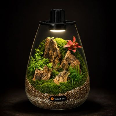 TERRARIUM ARRANGEMENT S/O $119.90