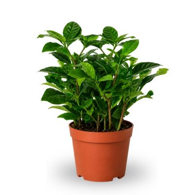 GARDENIA JASMINOIDES P9C- 栀子花 (HF)