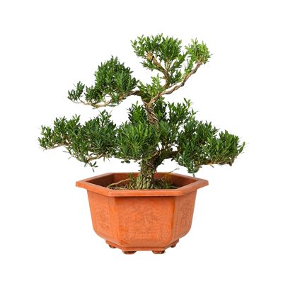 BUXUS SINICA 30CM HT-黄杨12 (LF)