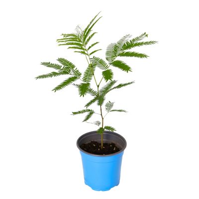 EVERFRESH TREE P12C-密叶猴耳环  (TB/HF)