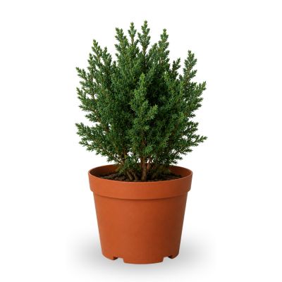 JUNIPERUS CHINENSIS-黄金龙柏锦 (TB)