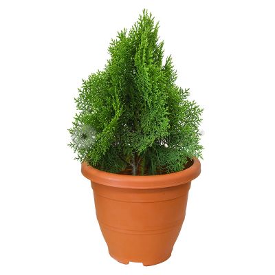 THUJA NO4 (SO/PRN/TJG)
