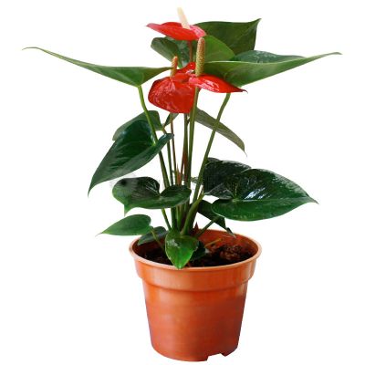ANTHURIUM ALABAMA P15C (PR)