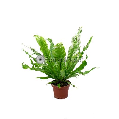 ASPLENIUM FUZZY VARIEGATED P8C (YG)