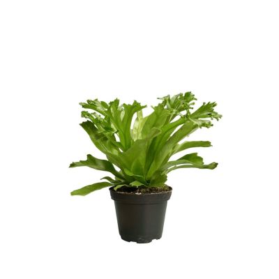 ASPLENIUM LESLIE - 8CM (YG)