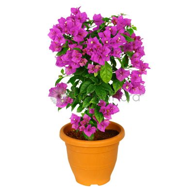 BOUGAINVILLEA ASSORTED NO.5 (PRN)