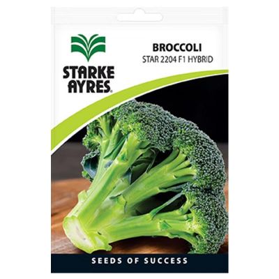 V2204 BROCCOLI STAR 2204 Sprouts Seeds