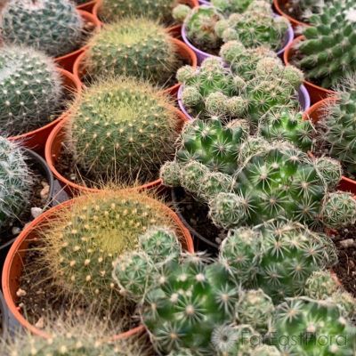 CACTUS ASSORTED P5.5CM (SH/JH)