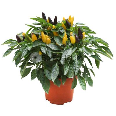 CAPSICUM P15C (PR)
