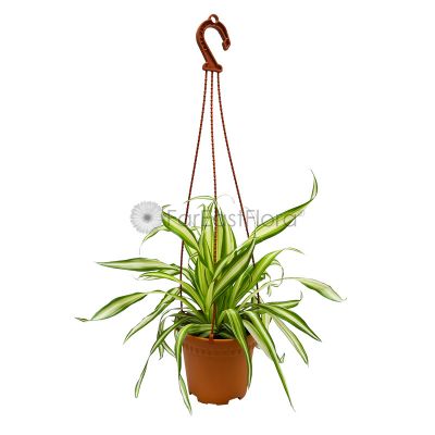 CHLOROPHYTUM HANGING  P15C (SH)
