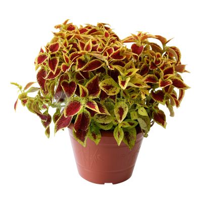 COLEUS GP260/GP622 (YX)