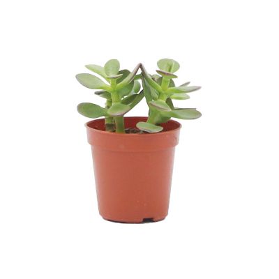 CRASSULA P5.5CM (A1/FN/SH)