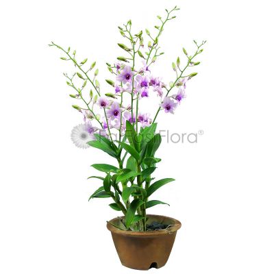 DENDROBIUM MIX (YZ/MQ/GO)