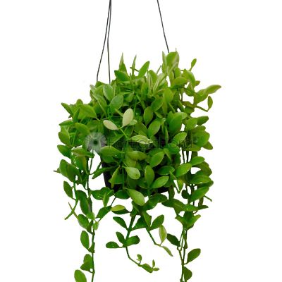 DISCHIDIA GREEN HANGING IN POT (TS)
