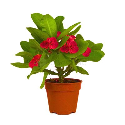EUPHORBIA ASSORTED P15C (YX)