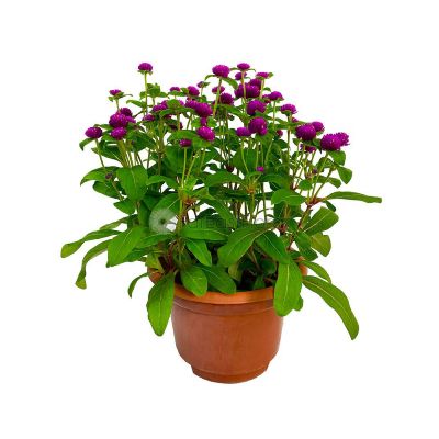 GOMPHRENA (BLUE BUTTON) P15C (YX)