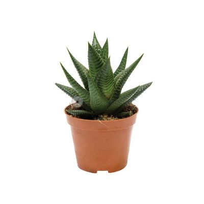 HAWORTHIA - 5.5C (SH)