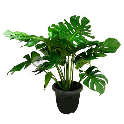 MONSTERA DELICIOSA P280-龟背竹 (TB)